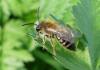 Andrena gravida